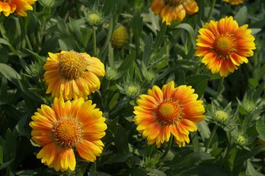 güzel çiçek açan çiçeklerin yakın çekim