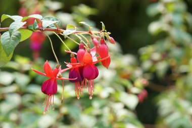 güzel çiçek açan çiçeklerin yakın çekim