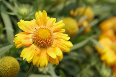 güzel çiçek açan çiçeklerin yakın çekim