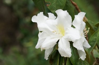 güzel çiçek açan çiçeklerin yakın çekim