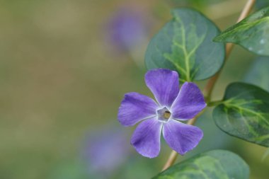 güzel çiçek açan çiçeklerin yakın çekim