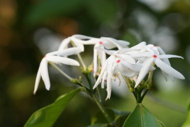 güzel çiçek açan çiçeklerin yakın çekim