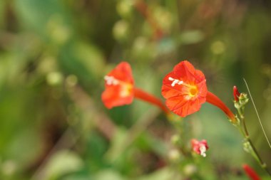 güzel çiçek açan çiçeklerin yakın çekim