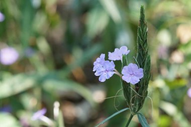 güzel çiçek açan çiçeklerin yakın çekim