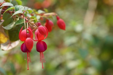 güzel çiçek açan çiçeklerin yakın çekim