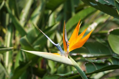 güzel çiçek açan çiçeklerin yakın çekim