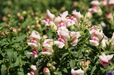 güzel çiçek açan çiçeklerin yakın çekim