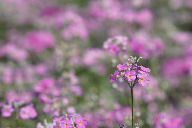 güzel çiçek açan çiçeklerin yakın çekim