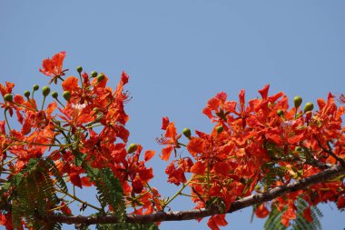 güzel çiçek açan çiçeklerin yakın çekim