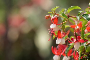 güzel çiçek açan çiçeklerin yakın çekim