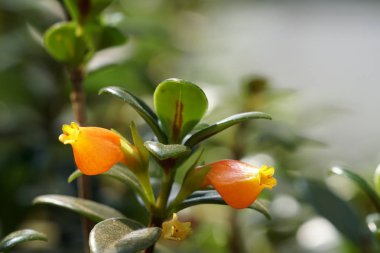 güzel çiçek açan çiçeklerin yakın çekim