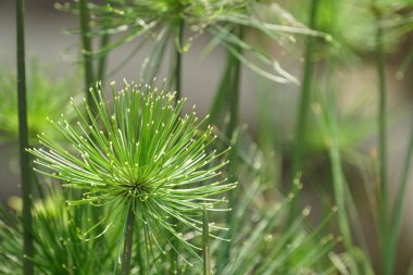 Güzel doğal arkaplanın yakın plan çekimleri.
