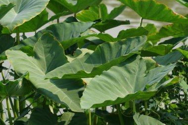 Çiçek açan yaprakların yakın plan çekimi.