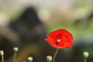 güzel çiçek açan çiçeklerin yakın çekim