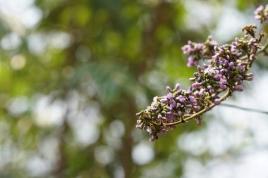 güzel çiçek açan çiçeklerin yakın çekim