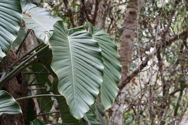 Çiçek açan yaprakların yakın plan çekimi.