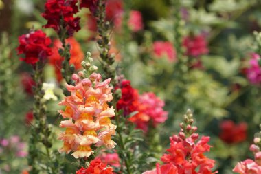 güzel çiçek açan çiçeklerin yakın çekim