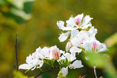 güzel çiçek açan çiçeklerin yakın çekim