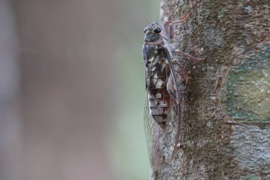 Ağustosböceğini yakından çek ve havla.