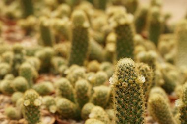 yeşil kaktüs bitkisinin yakın çekim çekimi