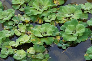 Çiçek açan yaprakların yakın plan çekimi.