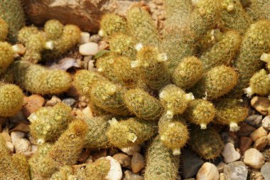 yeşil kaktüs bitkisinin yakın çekim çekimi