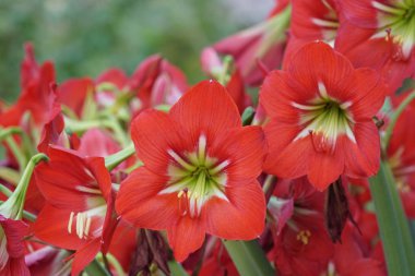 güzel çiçek açan çiçeklerin yakın çekim