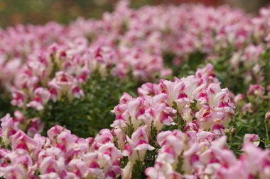 güzel çiçek açan çiçeklerin yakın çekim