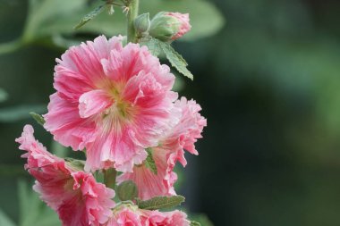 güzel çiçek açan çiçeklerin yakın çekim