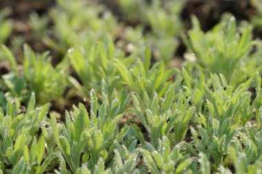 Çiçek açan yaprakların yakın plan çekimi.