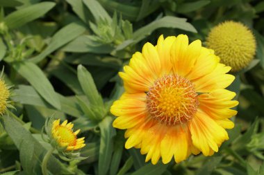 güzel çiçek açan çiçeklerin yakın çekim