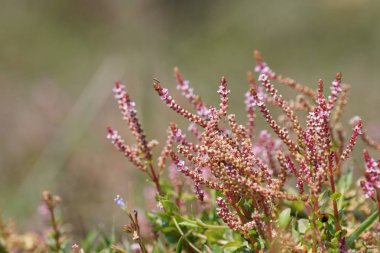 güzel çiçek açan çiçeklerin yakın çekim