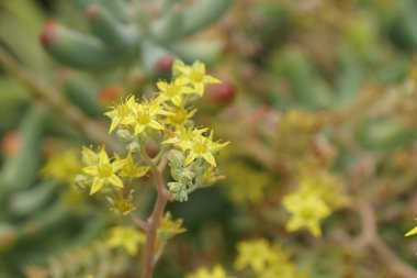 Güzel doğal arkaplanın yakın plan çekimleri.