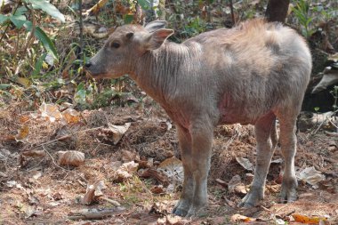 scenic shot of little calf grazing on nature
