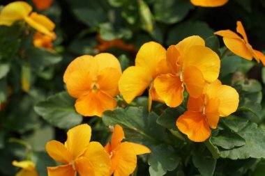 güzel çiçek açan çiçeklerin yakın çekim