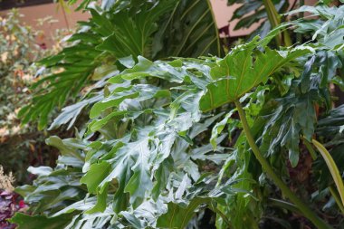 Çiçek açan yaprakların yakın plan çekimi.