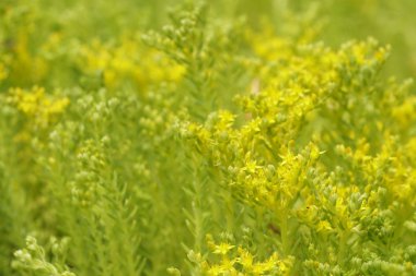 güzel çiçek açan çiçeklerin yakın çekim