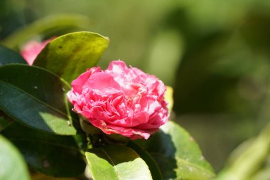 güzel çiçek çiçek yakın çekim