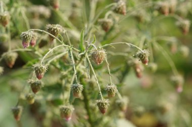Güzel doğal arkaplanın yakın plan çekimleri.