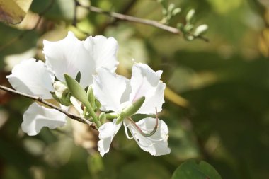 güzel çiçek açan çiçeklerin yakın çekim