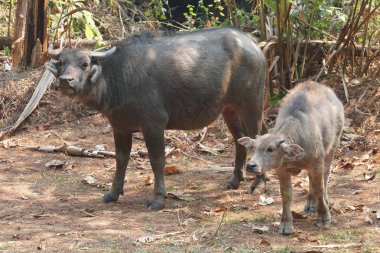 scenic shot of asian cows grazing on nature
