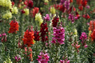 güzel çiçek açan çiçeklerin yakın çekim