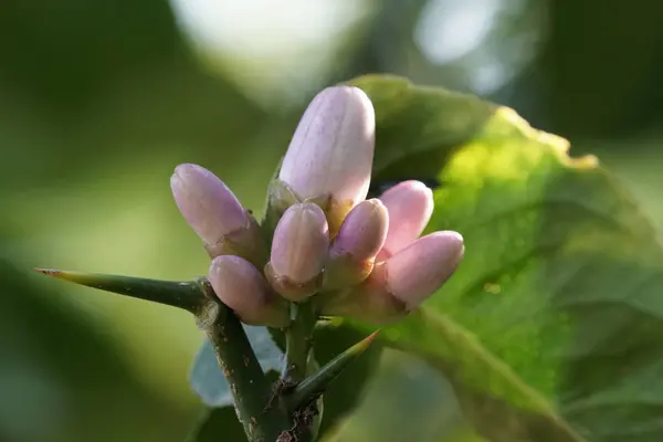 Close Shot Bunga Mekar Yang Indah — Stok Foto