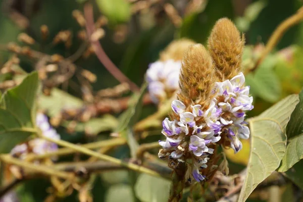 güzel çiçek açan çiçeklerin yakın çekim