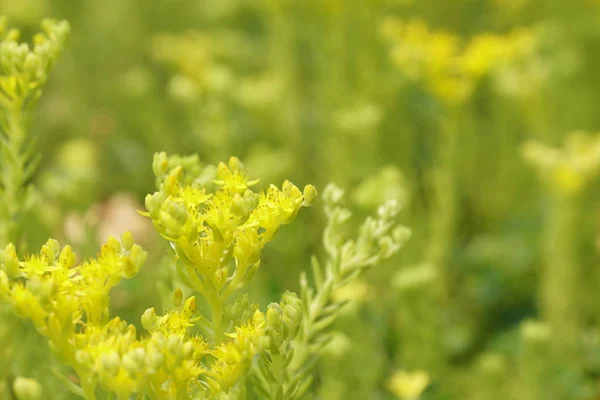 Close Tiro Belas Flores Florescentes — Fotografia de Stock