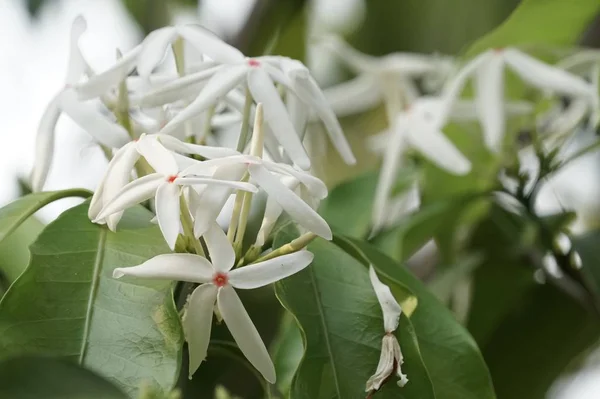 Nahaufnahme Schöner Blühender Blumen — Stockfoto