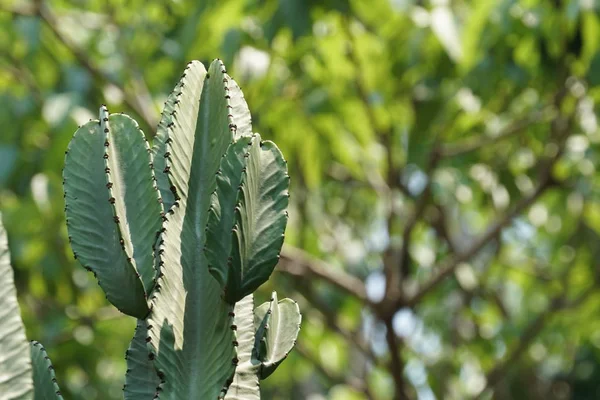 Primer Plano Planta Cactus Verde —  Fotos de Stock