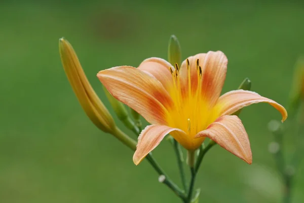 Närbild Skott Vackra Blommande Blommor — Stockfoto