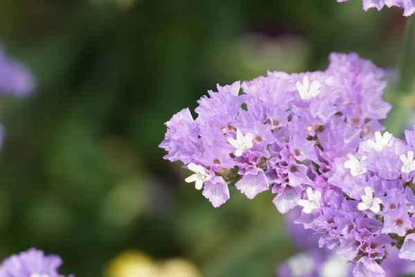 Close Shot Van Prachtige Bloeiende Bloemen — Stockfoto