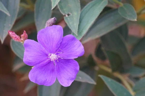 Nahaufnahme Schöner Blühender Blumen — Stockfoto
